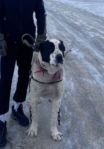 Пррдлооаеться кабель САО