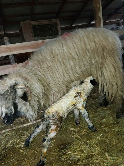 Vând 2 oi cu miel langa ele