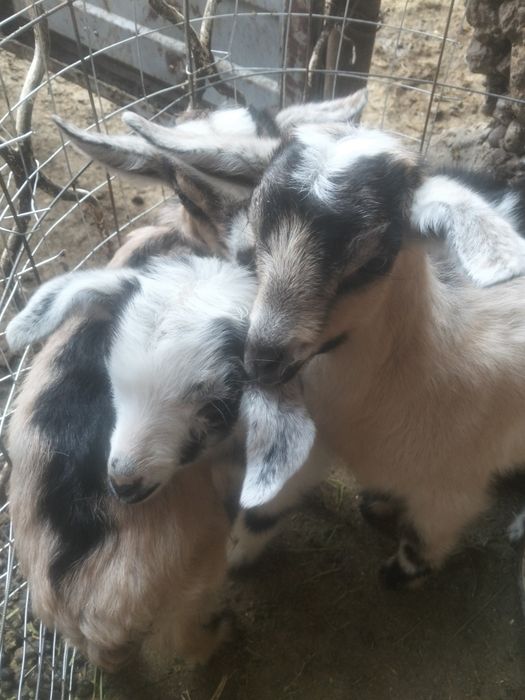 Продам 3их козлят
