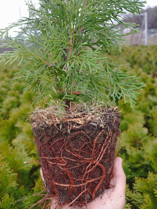 Туя Смарагд 40 см.