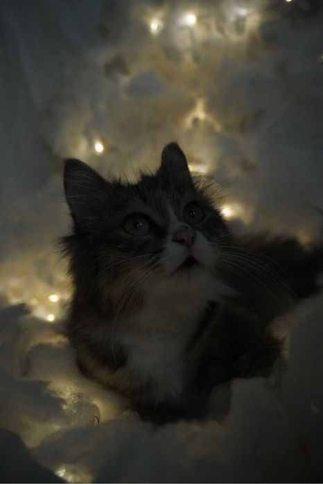 Кошка в добрые руки