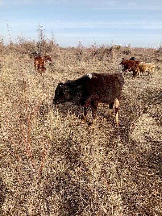 Екі бычок, бұқалар сатылады