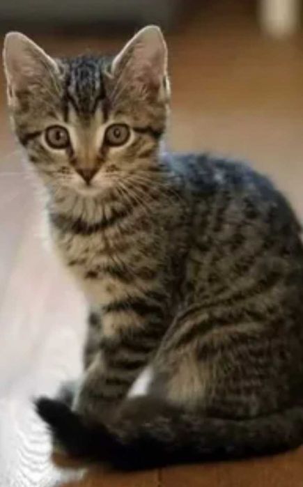 Котёнок  мальчик 4 месяца