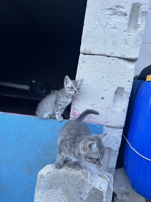 Отдам даром котят