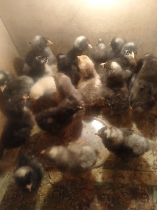 Домашние цыплята, трехдневные