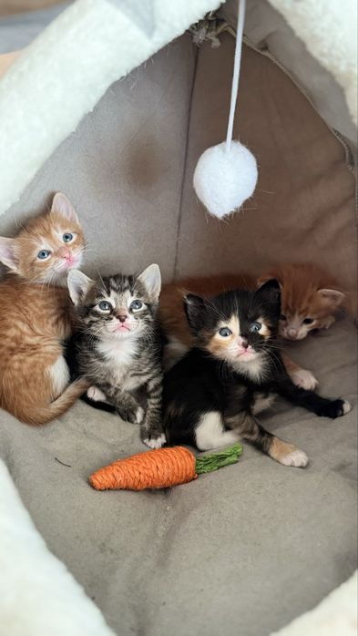 Отдам в хорошие руки