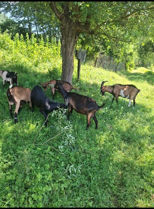 Vând țap alpin francez