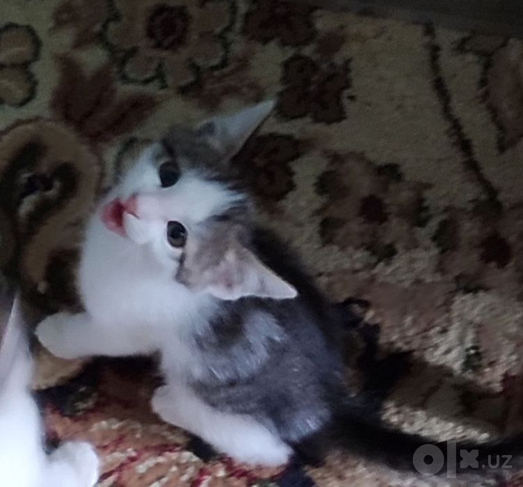 Продаем домашних котят
