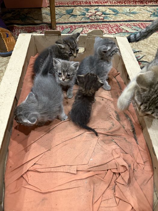 Котята бесплатно