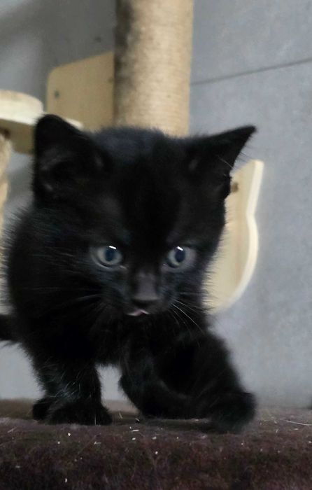 Котята защитники