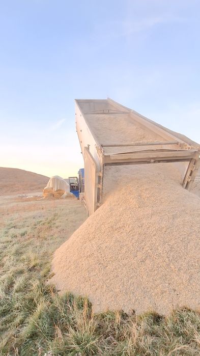 Vând 50 tone tăiței sfeclă