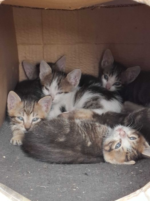 Adopție șase puiuți de pisică