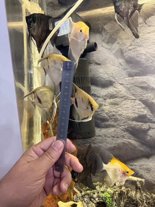 Скалярии-аквариумные рыбки