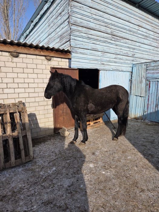 Айгыр туқымды Кушум асыл.