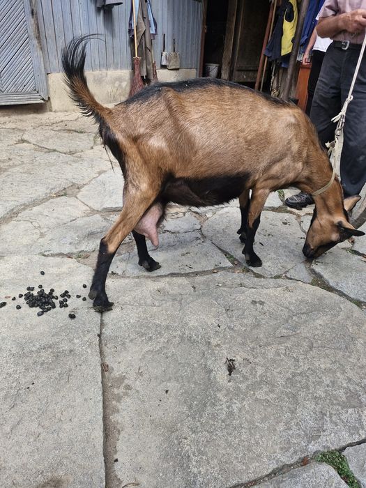 De vânzare, vițică și o capră
