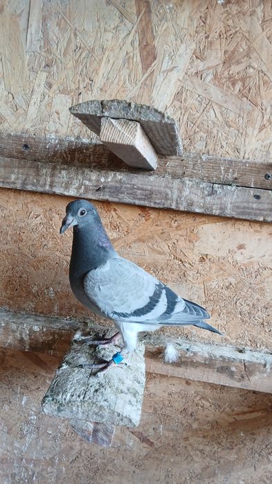 Disponibili 6 pui de voiajor