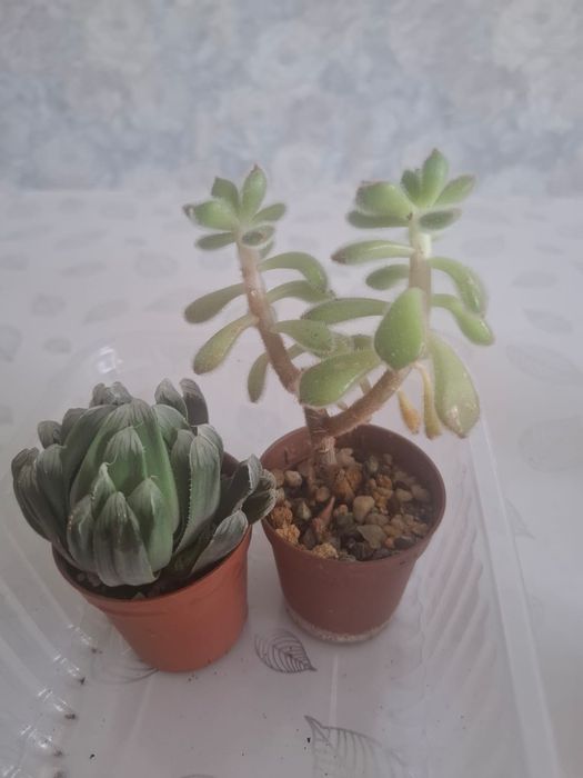 Продам суккуленты