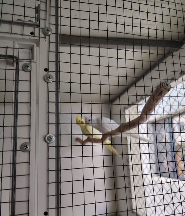 Pereche Nimfe mature albino/lutino