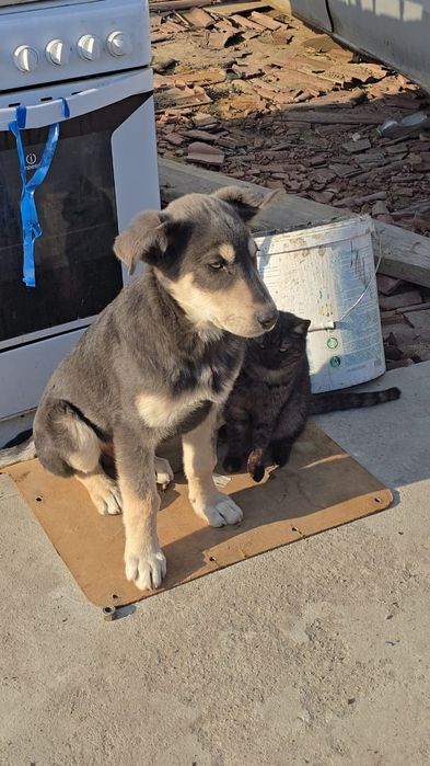 Срочно продам собака 15000т