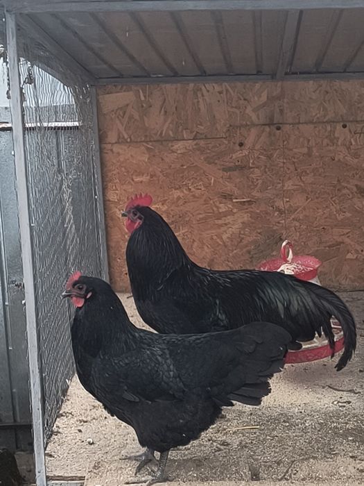 Cocoș Australorp  de vânzare