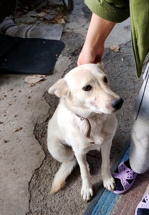 Пристраивается собачка