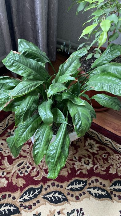 Растения для дома от бабушки