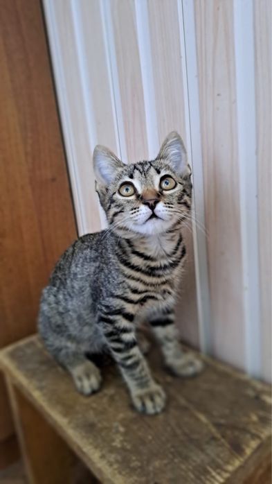 Котенок девочка, чистая