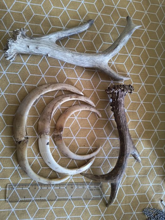 Рогчета сръндак две бройки