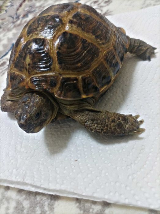 Продается Черепаха!