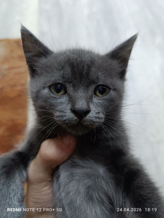 Отдам котенка в добрые руки