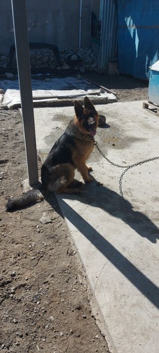 Продам немецкую овчарку