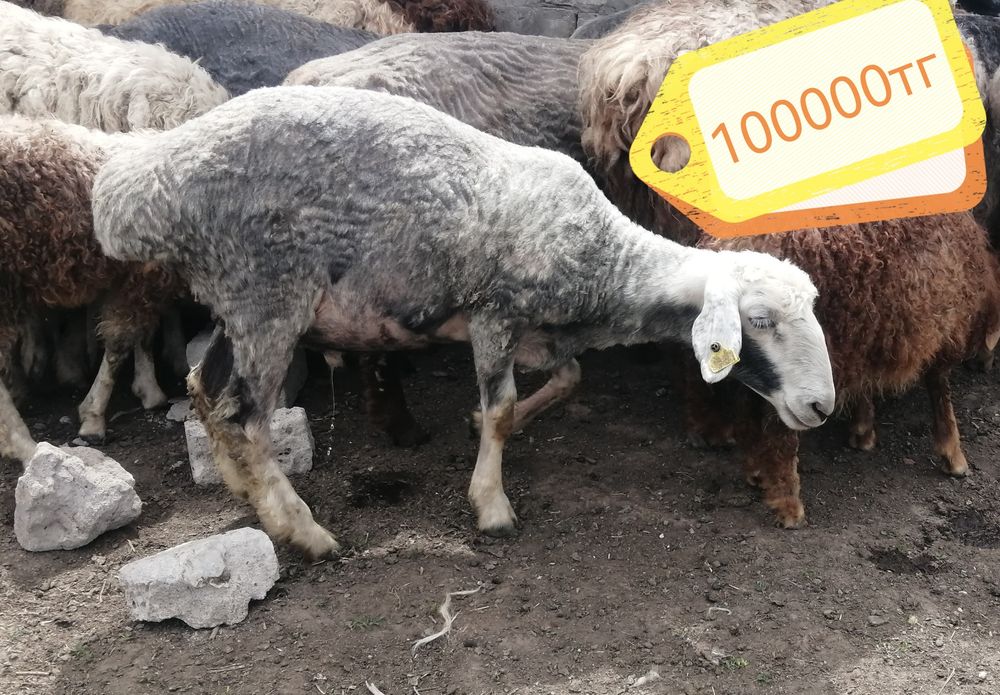 Продам баран на мясо