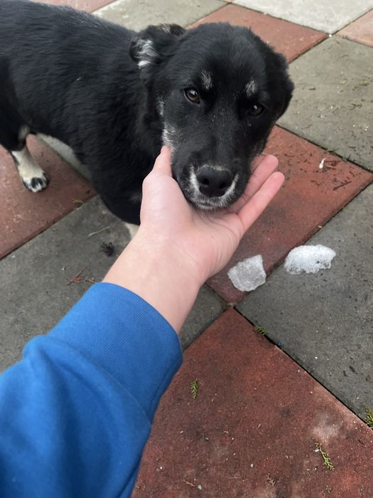 Cațel pentru adopție gratis