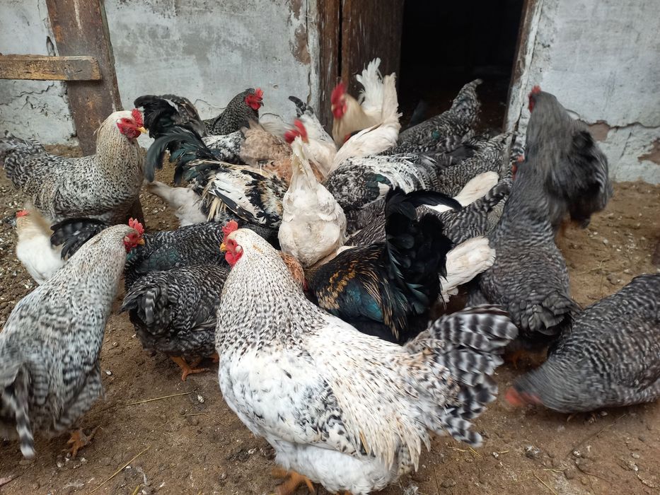 Петушки домашние