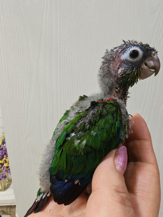 Продаются птенцы Пирруры Перлаты