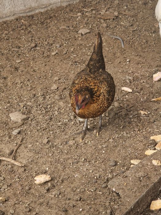 Карликовые  бетнамки