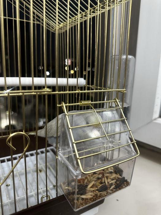 попугай торымен сатылад