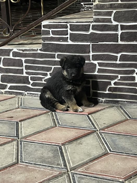 Продам щенков немецкой овчарки