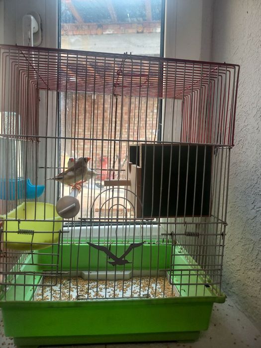 Qush amadinka bonus gul