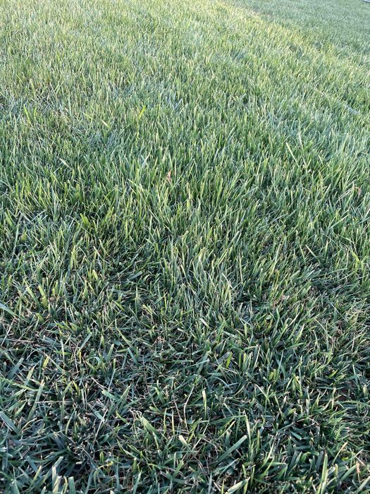 rulon gazon gazon ekish xizmati