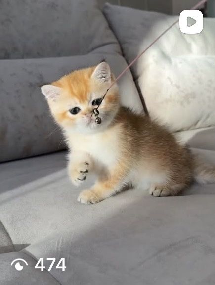 Золотые малыши шиншиллята котята