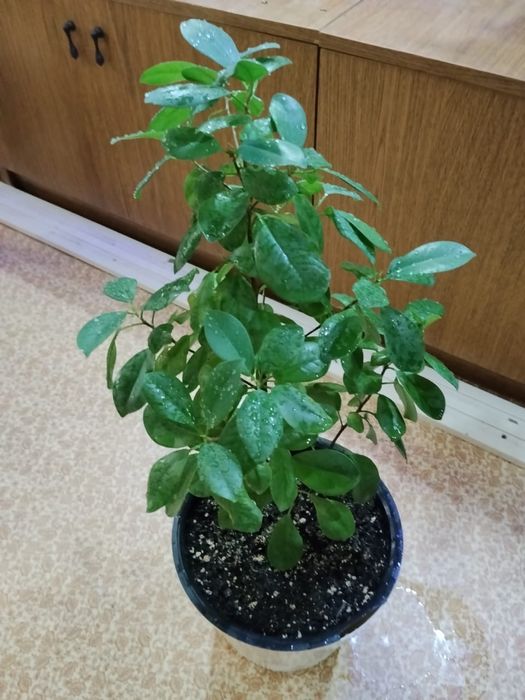 Комнатные цветы