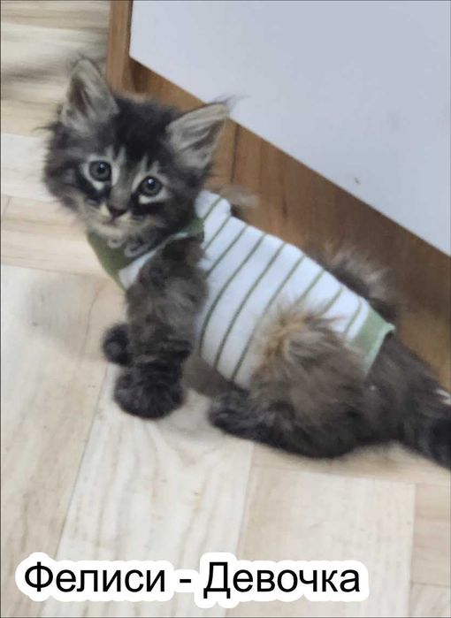Отдам котят в добрые руки!