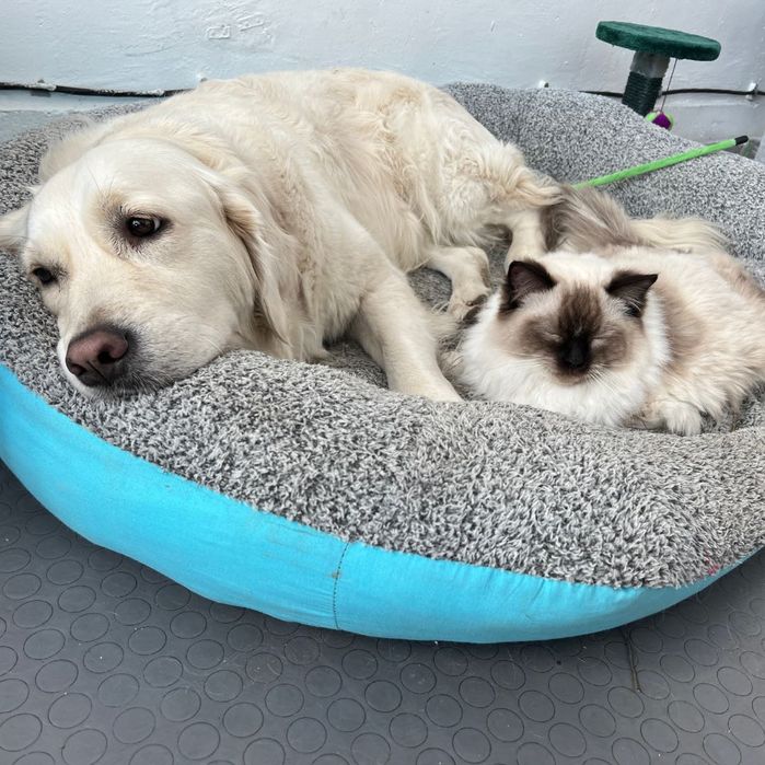 Легло за голямо куче с лапичка ХХЛ светло син