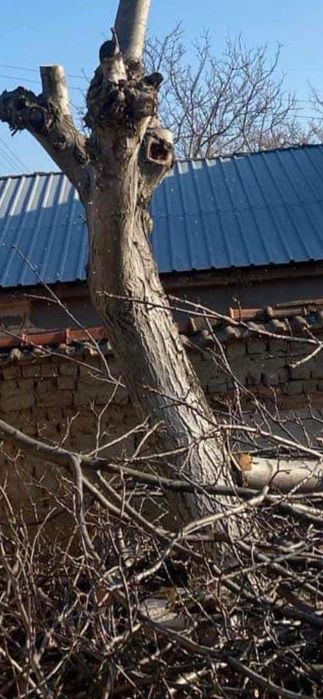 Орех, Дървен Материал за Обработка