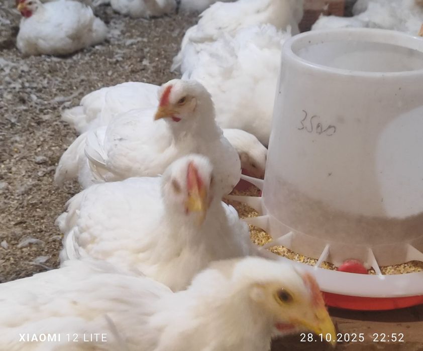 Домашние курицы бролеры