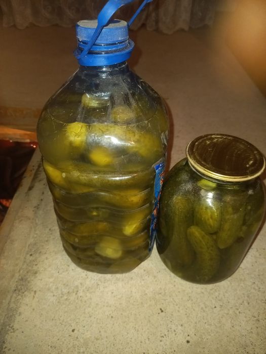 Продам горлодёр и огурцы домашние
