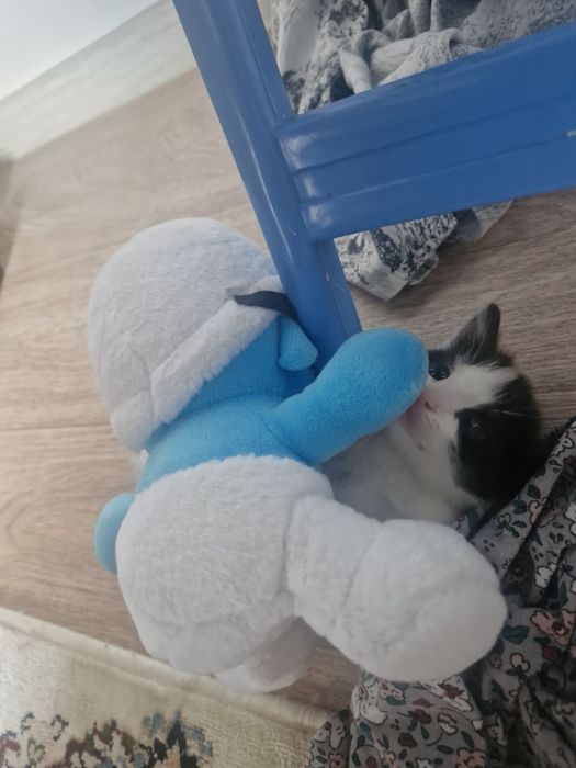 Животное, котята
