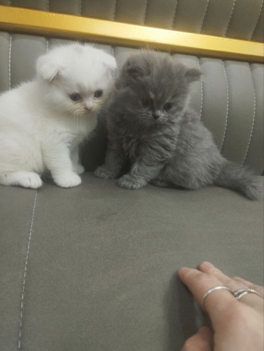 Продаются котята шотландские
