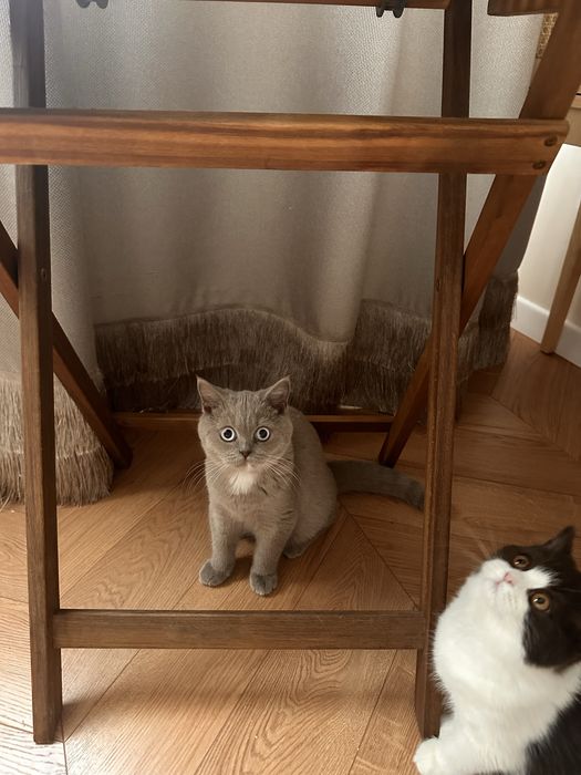 Котятa британские для вас!